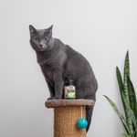 NOW Foods, Pets, поддержка желудочно-кишечного тракта, для собак и кошек, 90 жевательных таблеток, 30,6 г (1,08 унции)