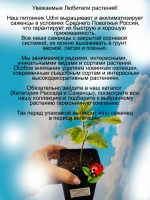 Дипладения Лютея Тропикал Дрим Мандевилла