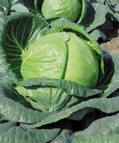 Тобия F1 семена капусты белокочанной (Seminis / Семинис)