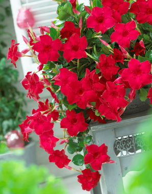 6211 Дипладения SUNDAVILLE VELVET RED (ВЕСНА 2025)
