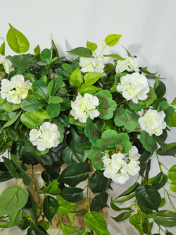 Герань белая с ампельной зеленью 80см в длинном кашпо