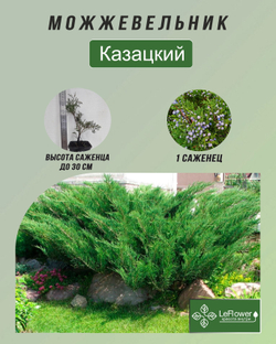 Можжевельник, Казацкий 1шт