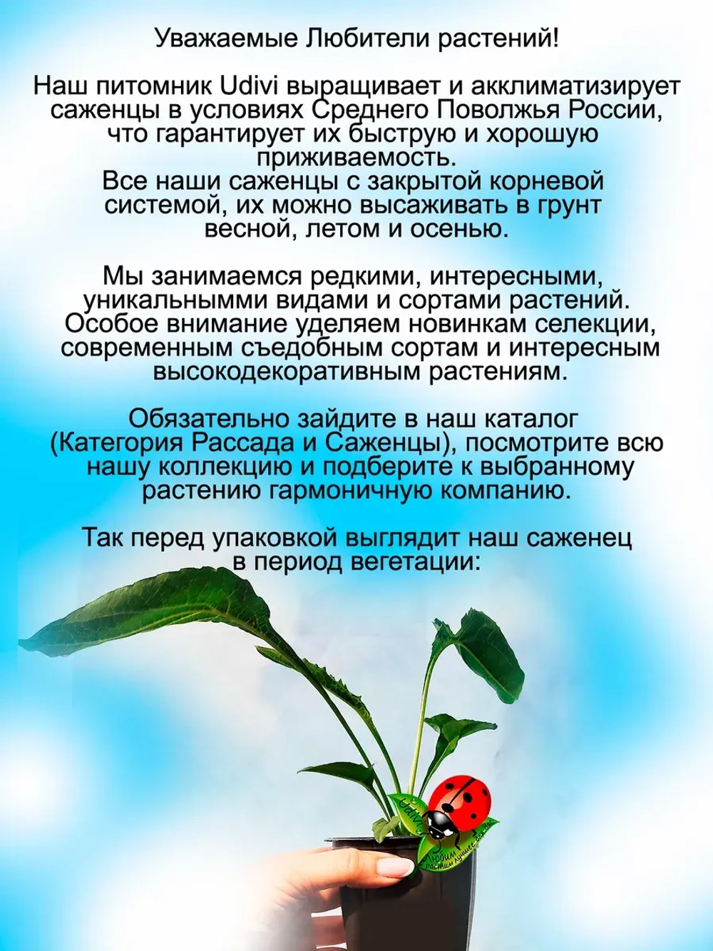 Эхинацея Поллинейшен Оранж Ред многолетняя