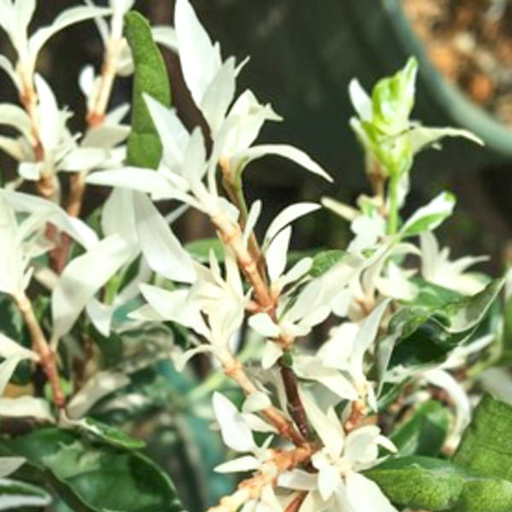 Райтия священная вар – Wrightia religiosa var