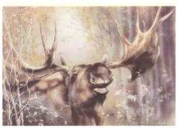 Почтовая открытка СССР "Лось" 1989 г.