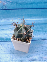 Ferocactus Histrix (Ферокактус)