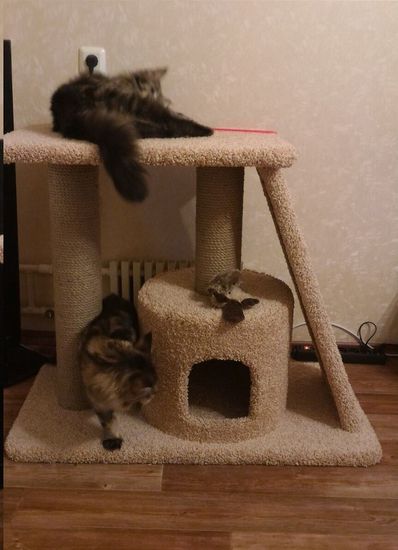 Дом для кошки К-25