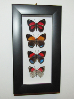 Бабочки Нимфалиды рода Callicore в рамке