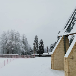 Грифон