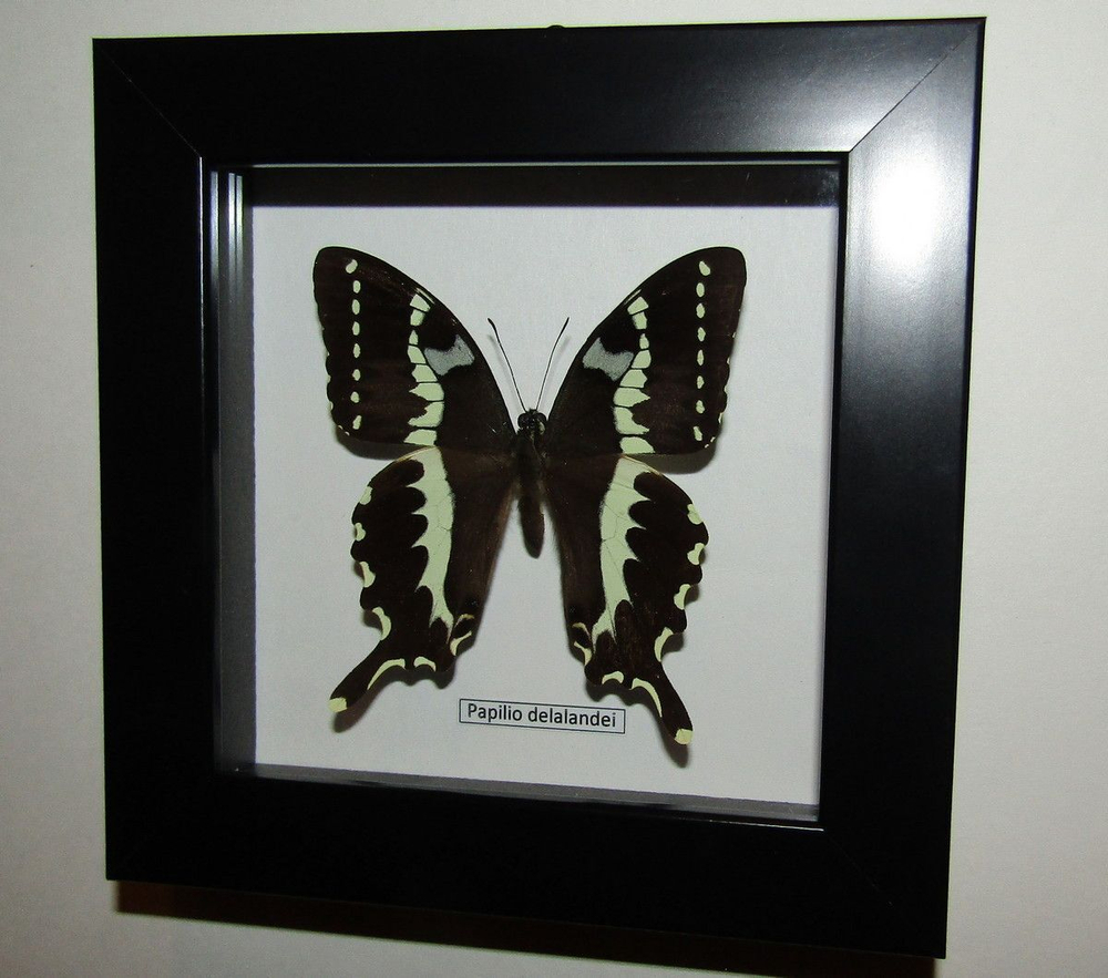 Бабочка Papilio delalandei в рамке