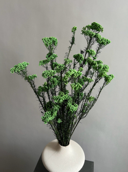 Озотамнус стабилизированный салатовый