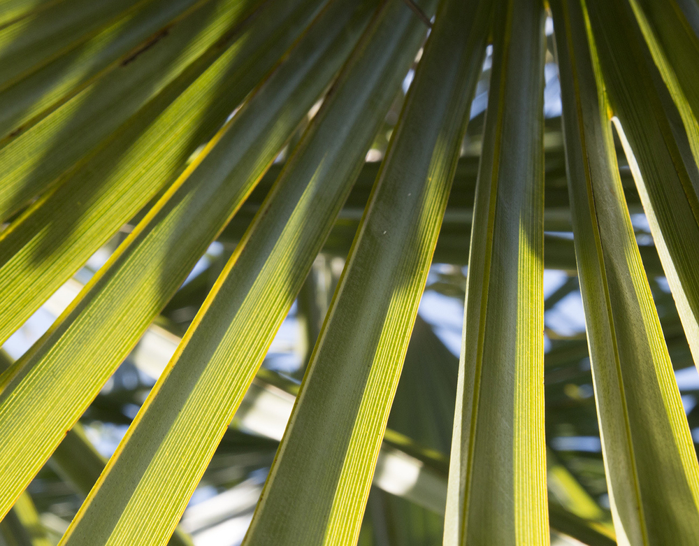 Коллекция GREENDAY