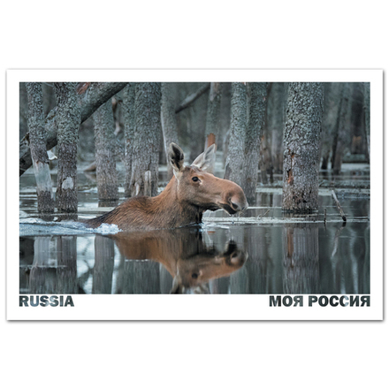 Путешествие лося. Деревня Герчики, Смоленская область