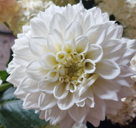 Георгин Близзард