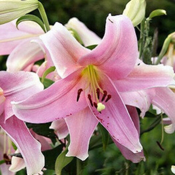 Лилия Трубчатая Дольчетто