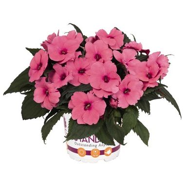 1119 Бальзамин НГ SUNSTANDING PINK (Весна 2026)