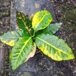 Кротон DARA PHO