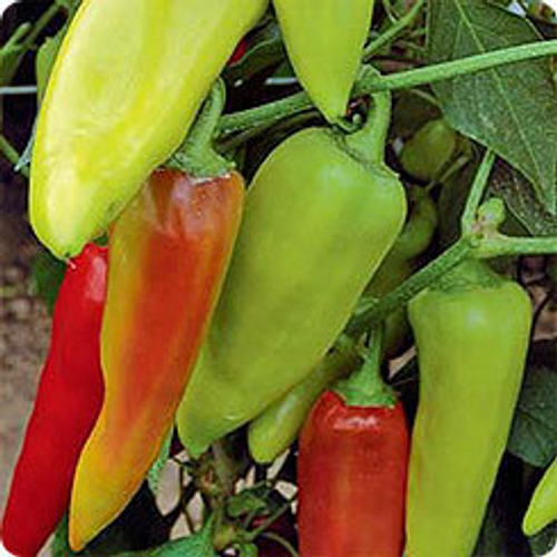 Перец острый Армянский