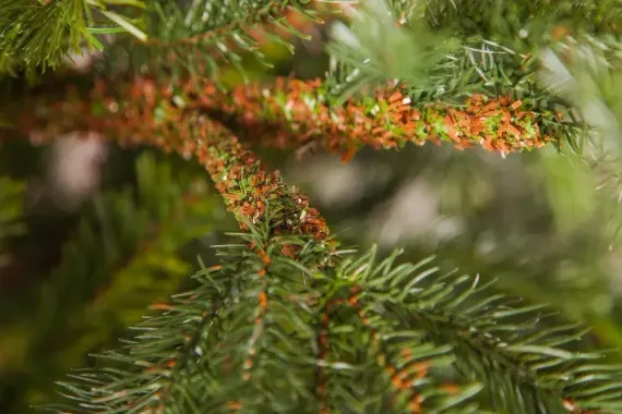 Ель Раскидистая 305 см., литая хвоя+пвх, Black Box (74336)