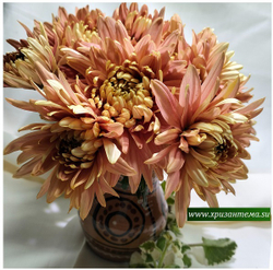 Хризантема одноголовая Золотое руно ☘ о.42 (доставка весна 2026г)