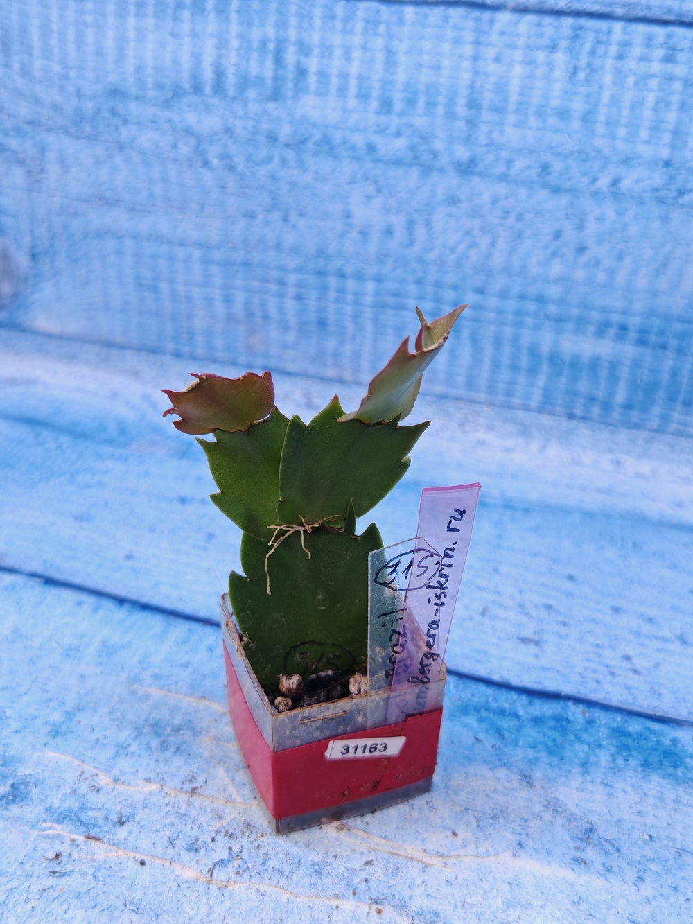 Schlumbergera cv. Sol Brazil (Шлюмбергера)
