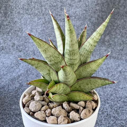 Сансевиерия ROCKMAN