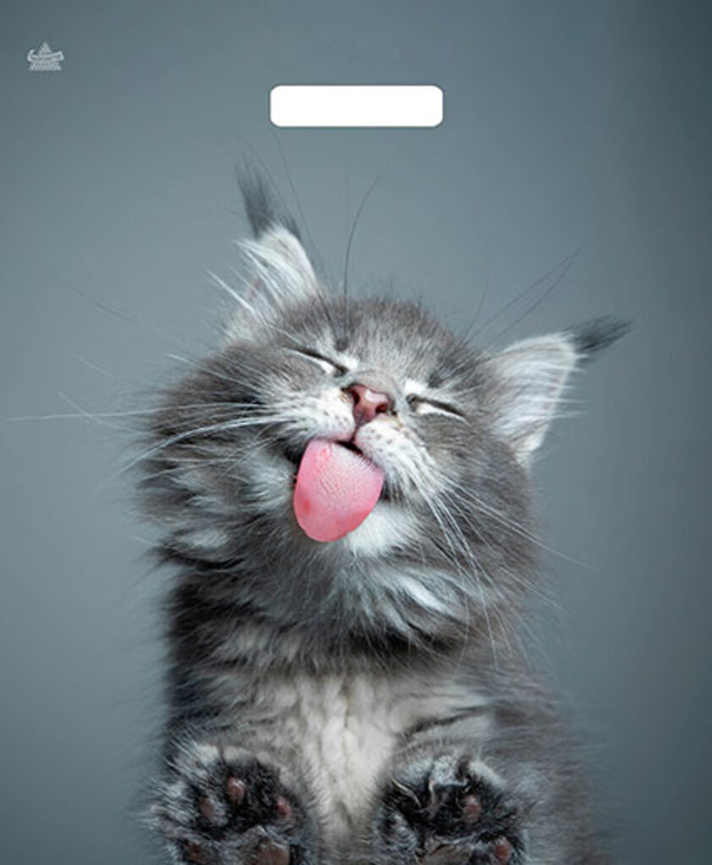 Пакет 45*38см (60мк) с вырубной укрепл. ручкой "Кот" Ламинат