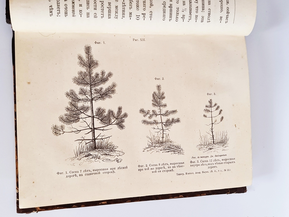 "Беседы о русском лесе". Д.Н.Кайгородов. 1885 г.