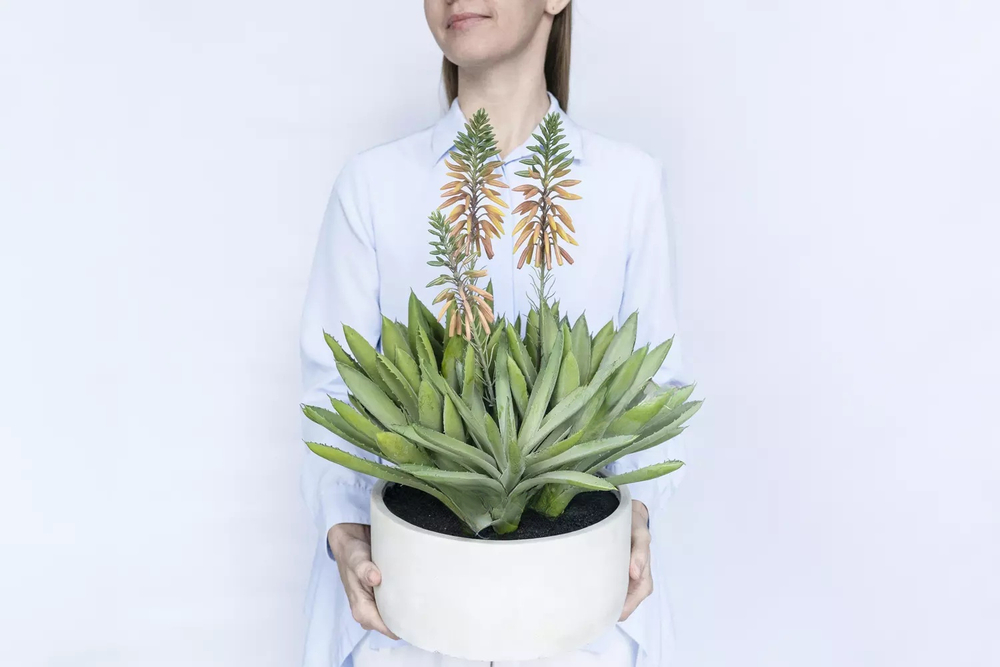 Алоэ остистое