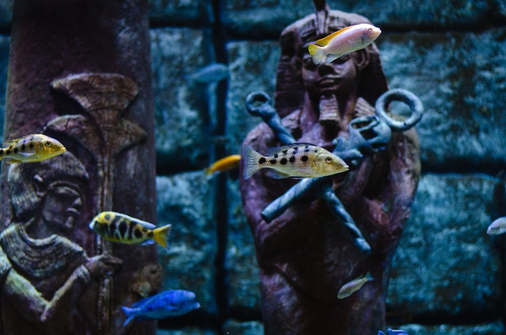 Аквариум в Анталии