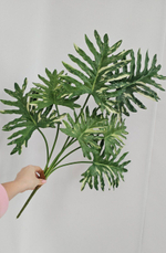 Филодендрон / Арт 6369