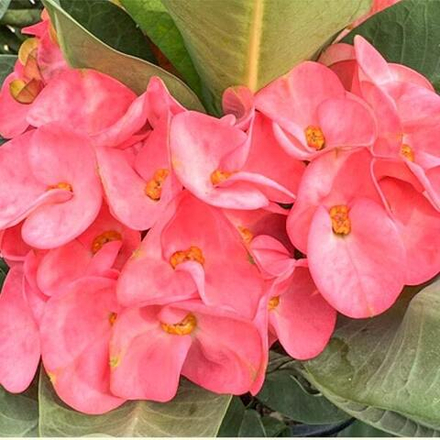 Эуфорбия Миля DOUNG MANEE