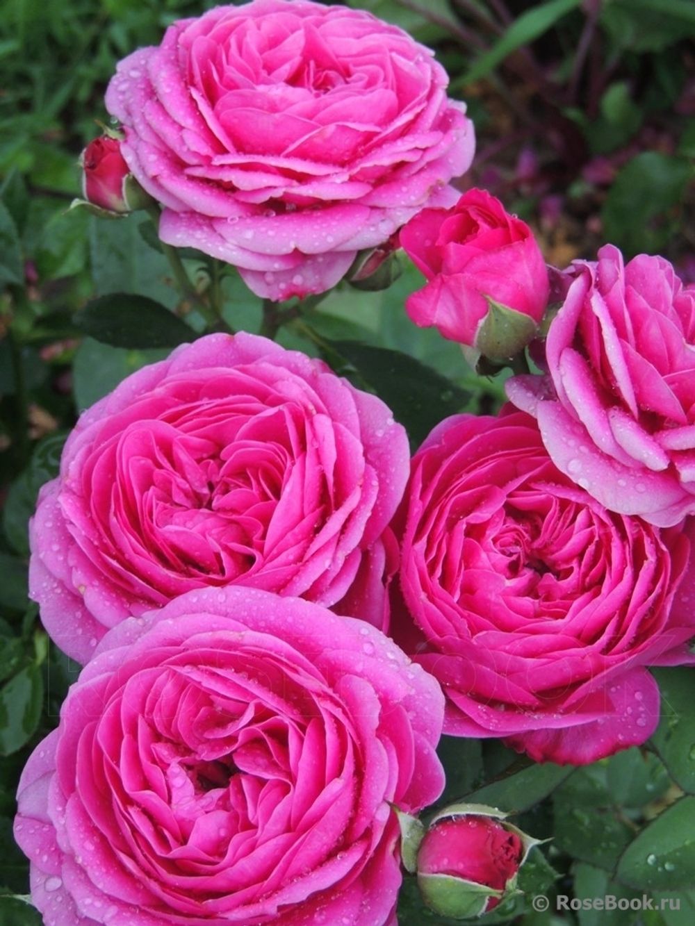 Хайди Клум (Heidi Klum Rose)