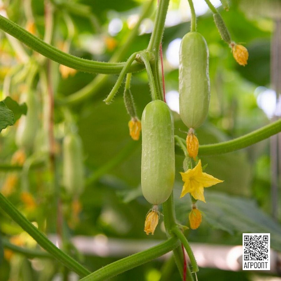 Квинтон F1 семена огурца партенокарпического (Rijk Zwaan/Райк Цваан) в поле – фото 7