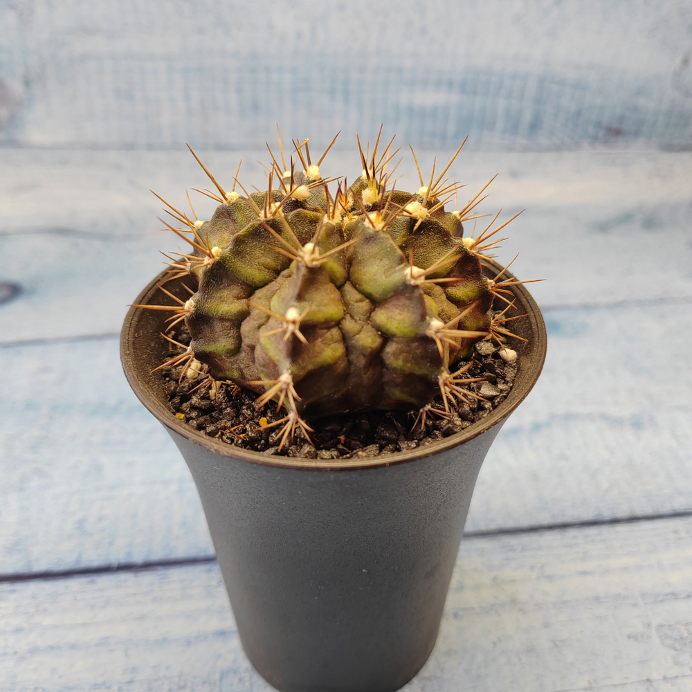 Gymnocalycium T-Rex hybride (Гимнокалициум T-rex)
