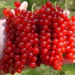 Смородина красная крупноплодная Маарсес Проминент