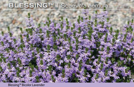 ЕВРО Сцевола Bicolour Lavender Blessing укор черенок декабрь