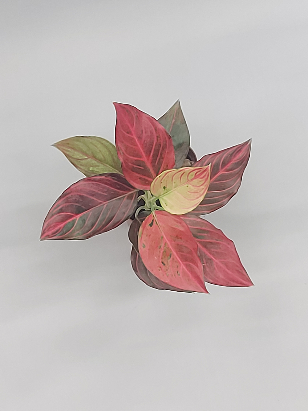 Аглаонема Ред Вайн 10/20