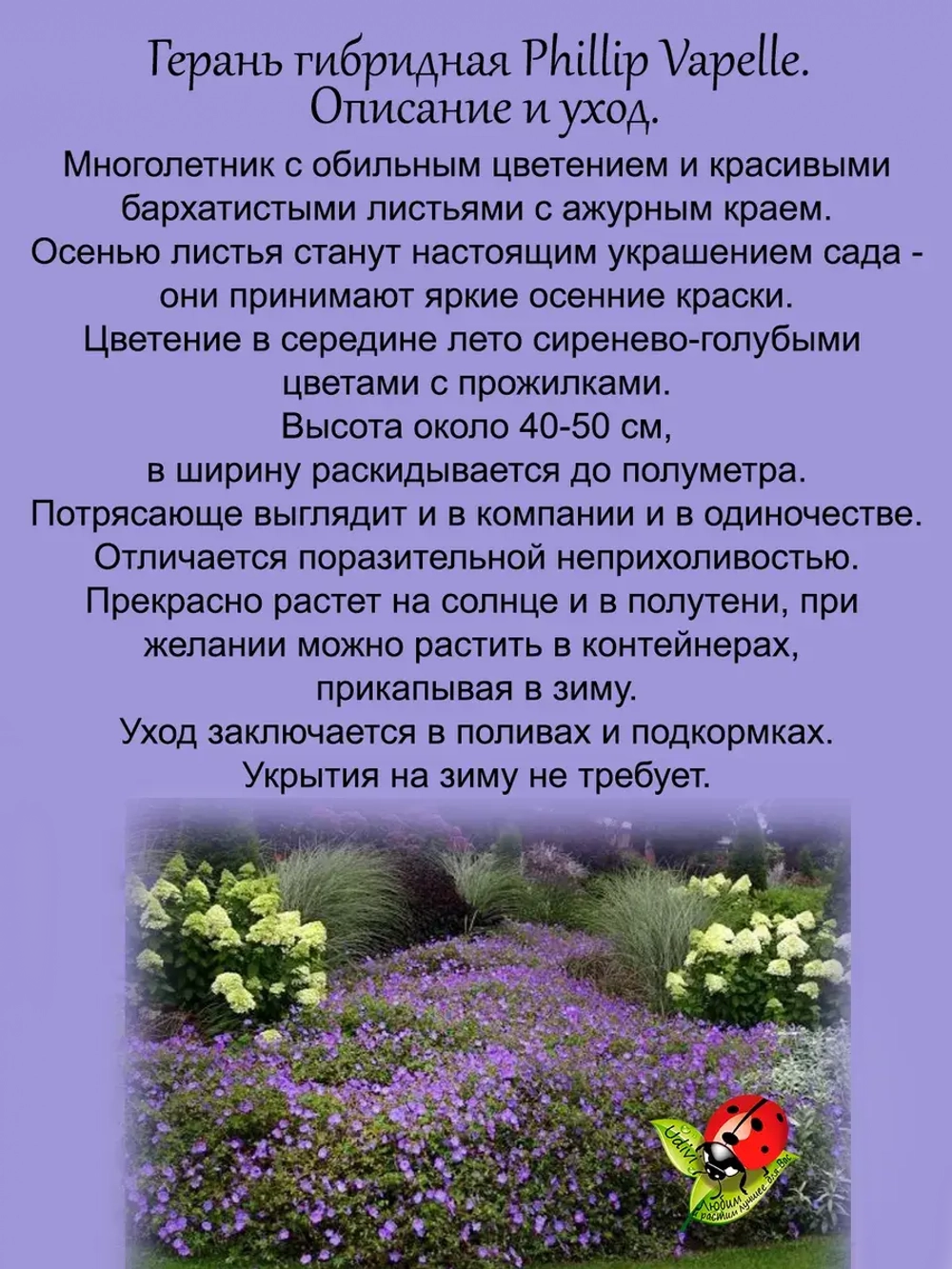 Герань Филипп Ваппель многолетняя