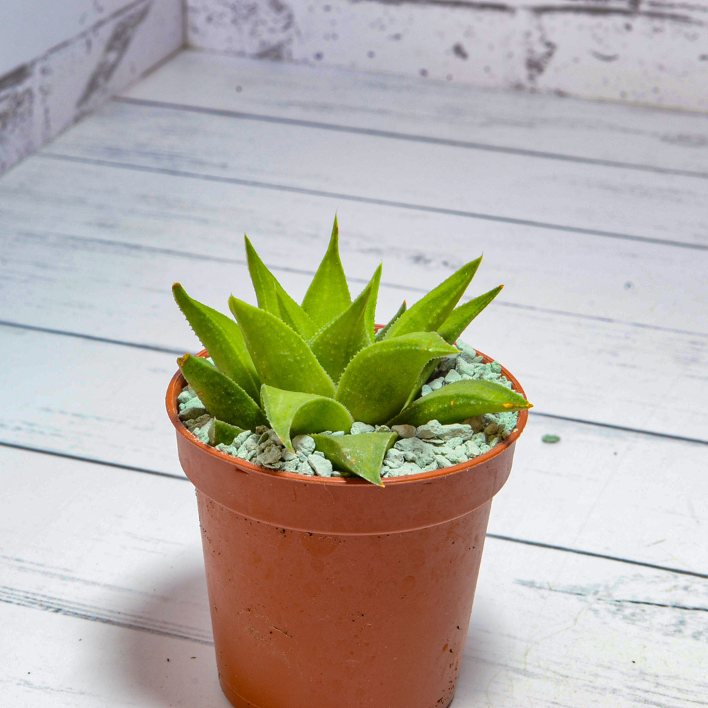 Haworthia angustifolia v. Baylissii (Хавортия)