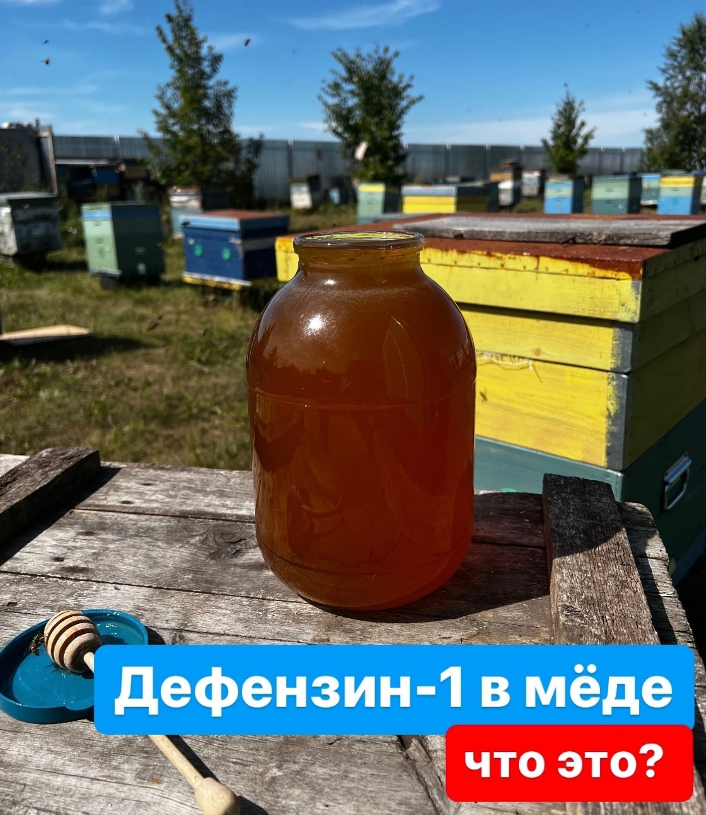 ПЕПТИДЫ В МЁДЕ