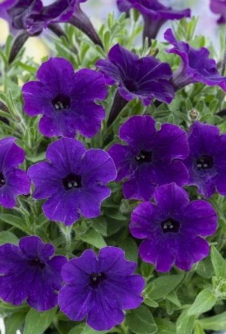 Новинка 2027 ЕВРО неукор Vista Bubbles Violet Blue НЕукоренный черенок (срезы) 10шт НОЯБРЬ поставка 4
