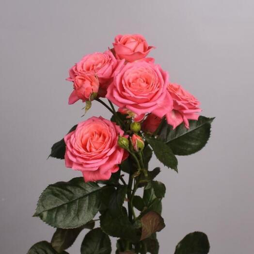 Кустовая роза Элисана. Цветы поштучно 007 Chalet Green