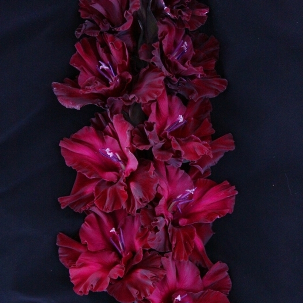 Гладиолус крупноцветковый Тамбов 1921