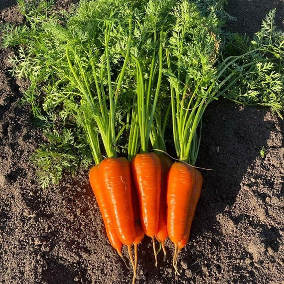 Кантон F1 семена моркови шантанэ (Bejo / ALEXAGRO) культура – фото 2