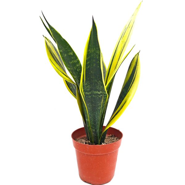 Сансевиерия Голд Флейм (Sansevieria Gold Flame)