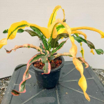 Кротон EKACHAI LAO THONG