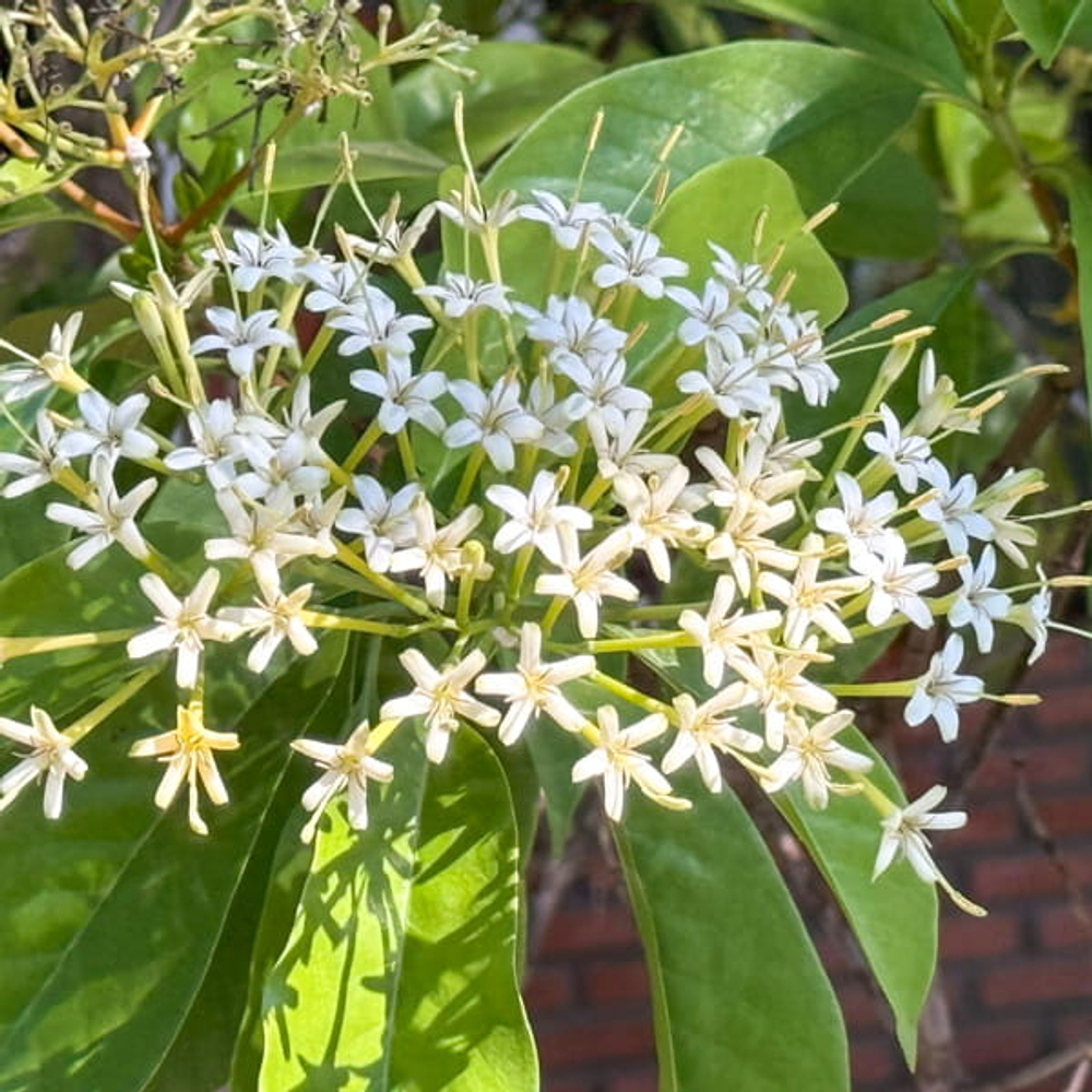 Тарена Валлиха – Tarenna Wallichii