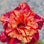 Адениум обесум 351 GM 1921