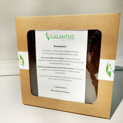 Лепестки живых роз